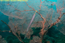 trumpetfish and seafan
